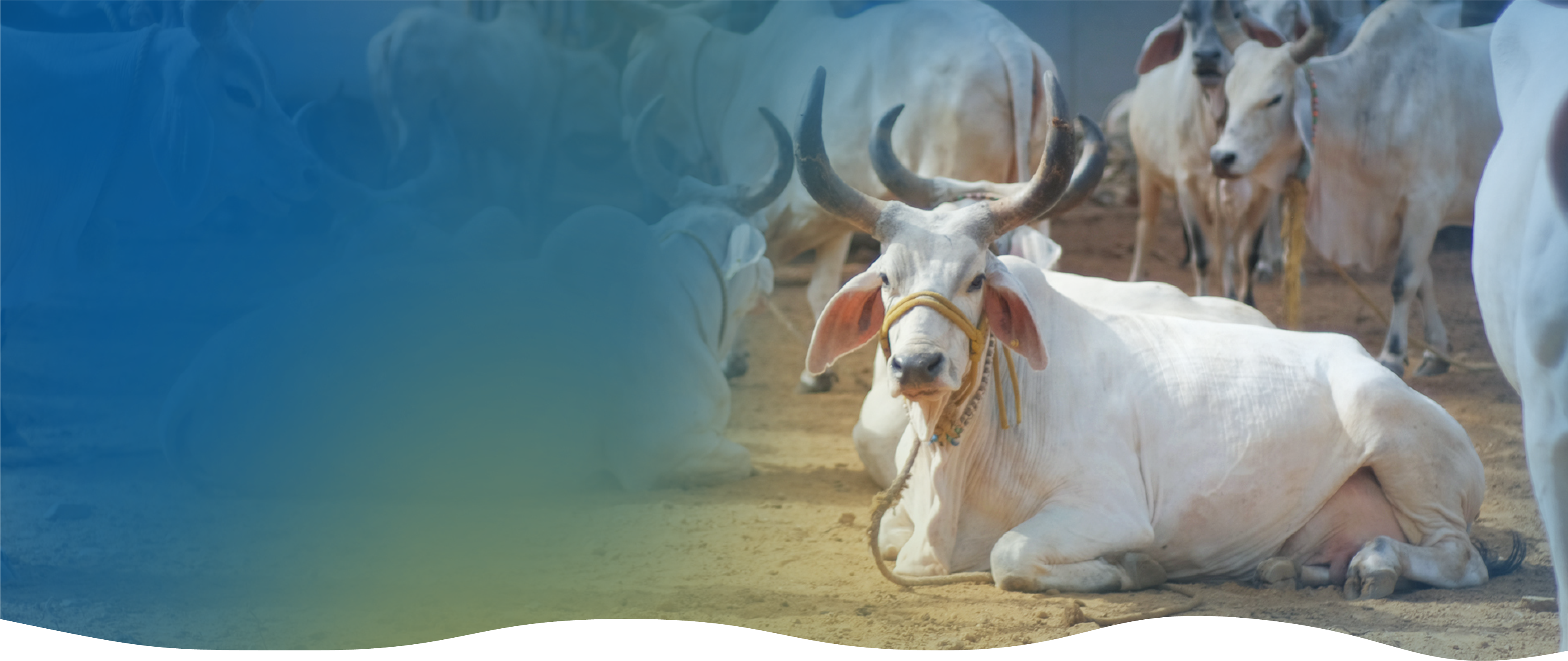 Cows at Paal Dappa farm