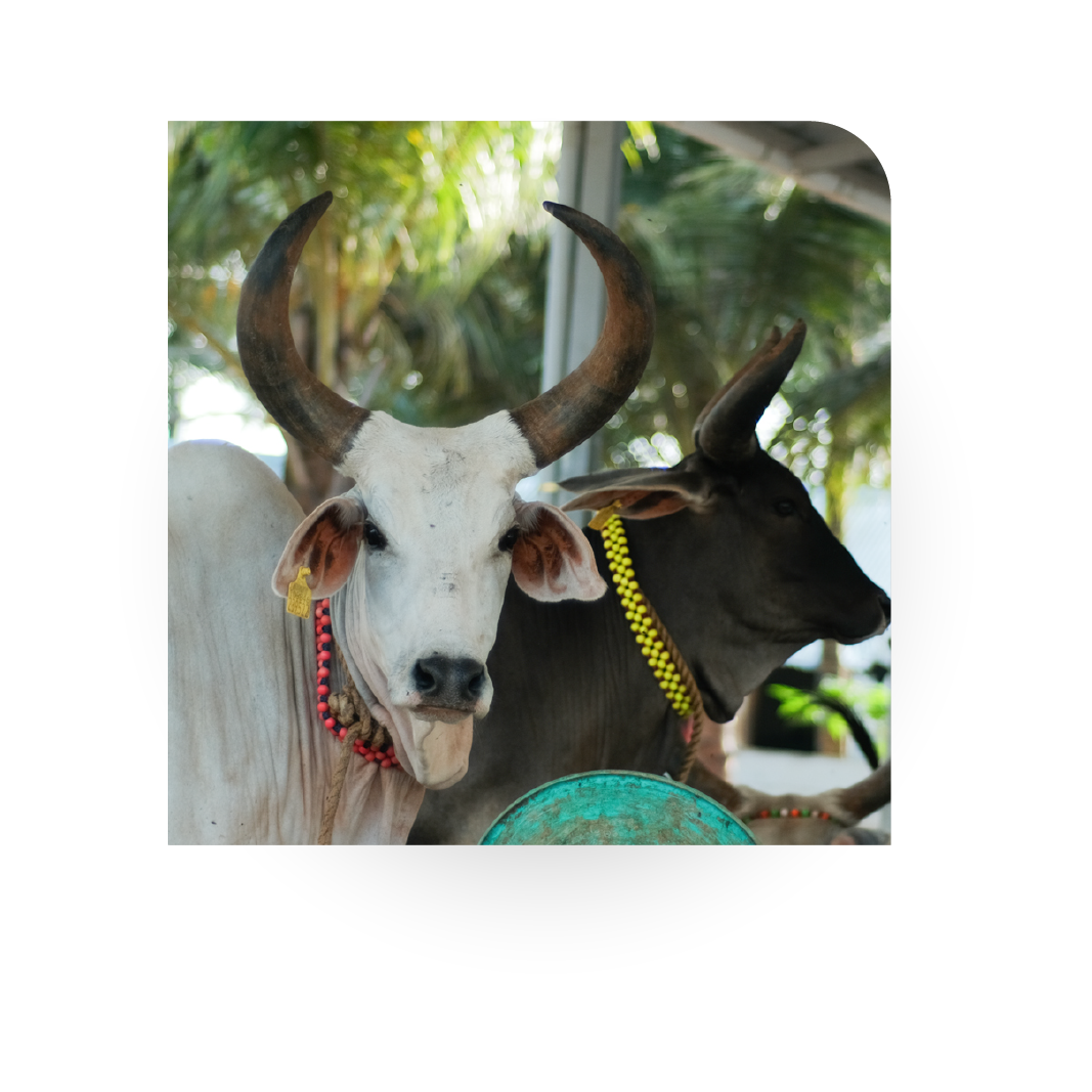 Paal Dappa Farm Cow