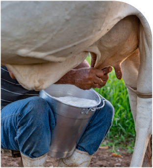 Man milking cow