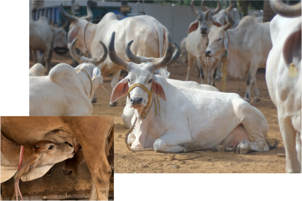 Cows