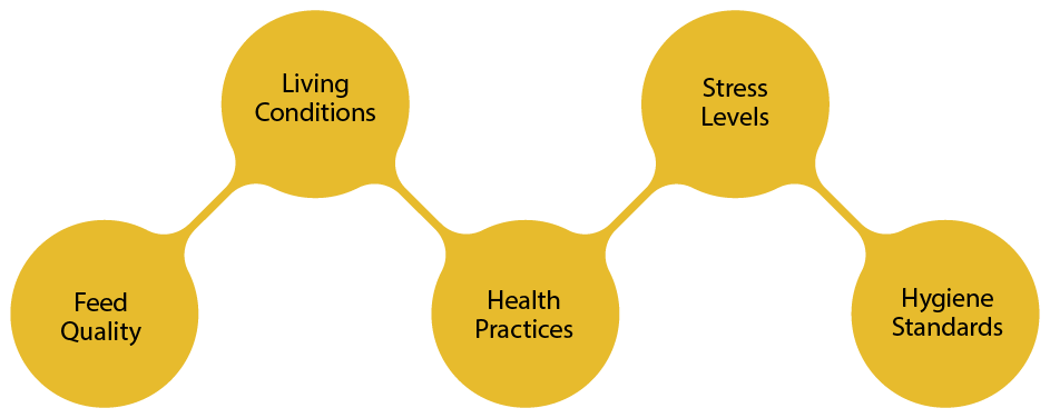Ownership Diagram