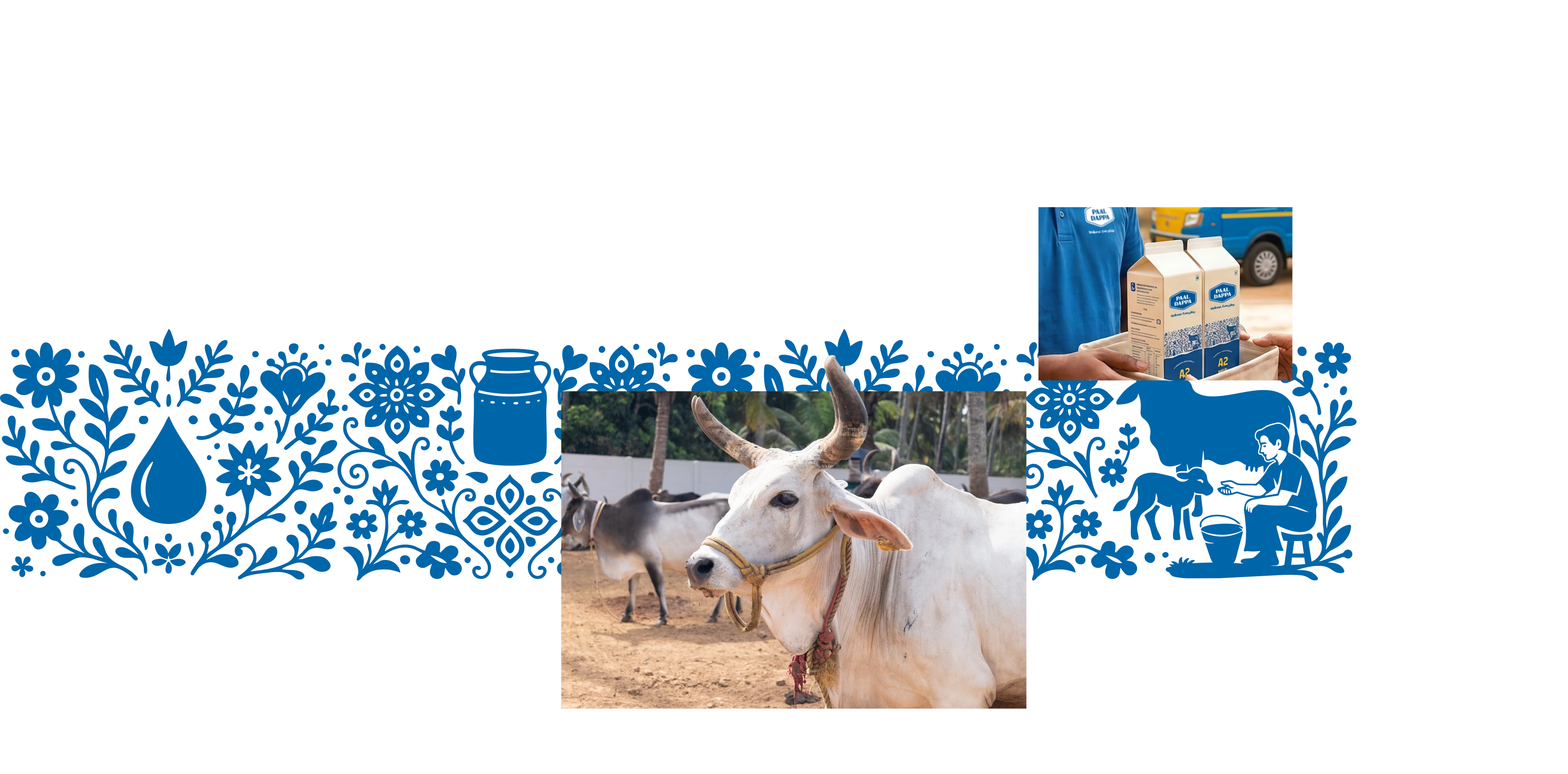 Kankrej Cow
