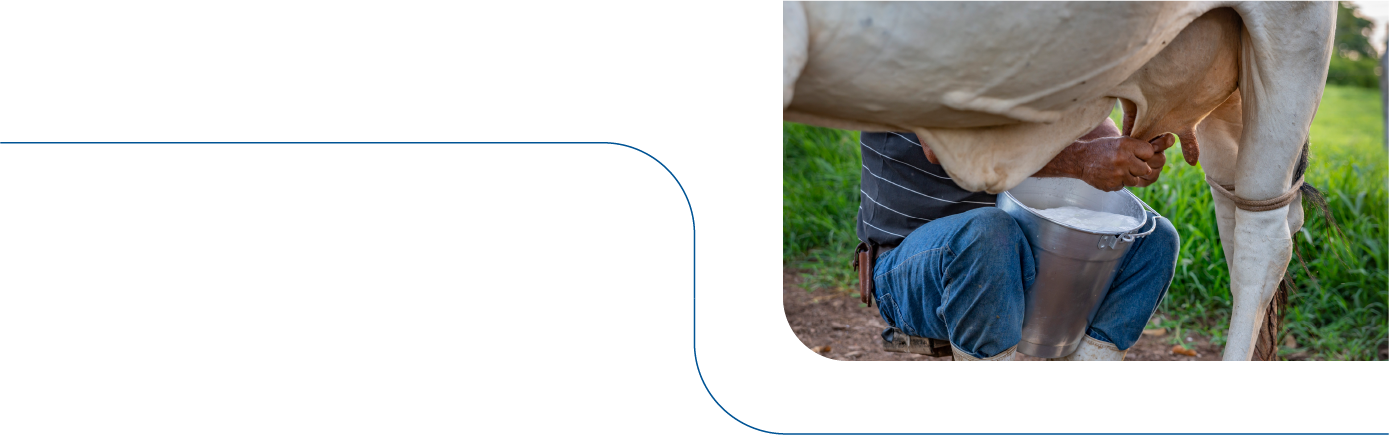 Traditional Milking 1