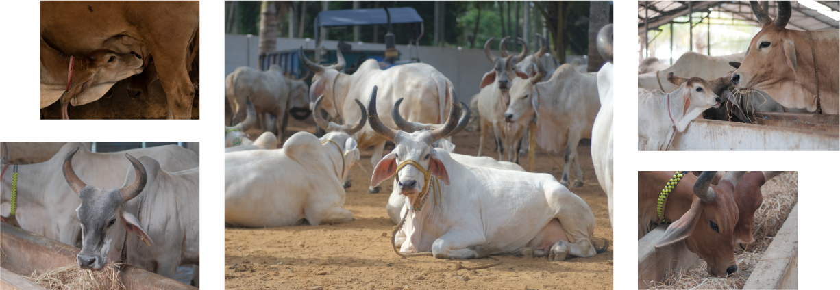 Kankrej Cows